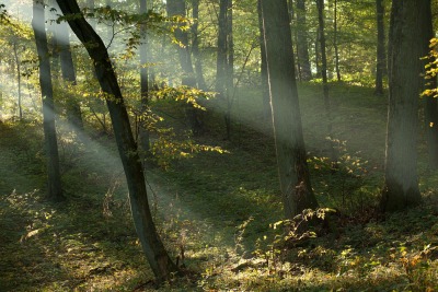 Promienie w lesie