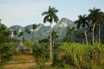 Suszarnia tytoniu na Kubie