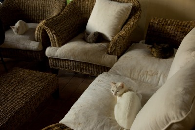 Koty na pufach