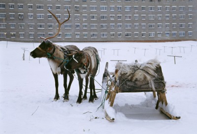 Renifery na blokowisku