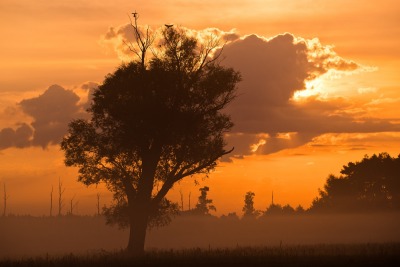 Drzewo z pustułkami